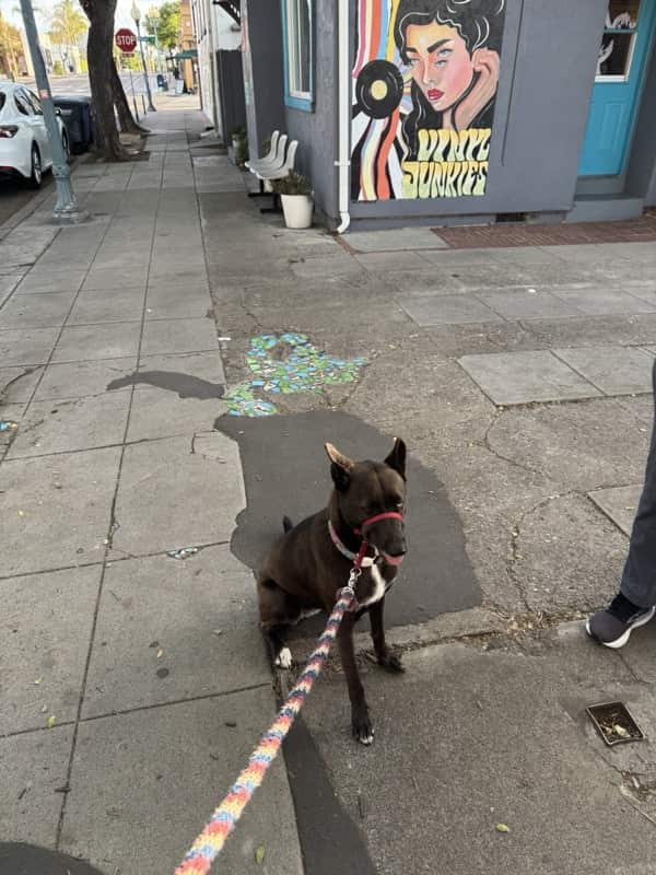 A picture of a black dog named Bowie sitting, taken on May 11 2025 at 6:54 am